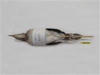 藏品(黑領椋鳥)的圖片